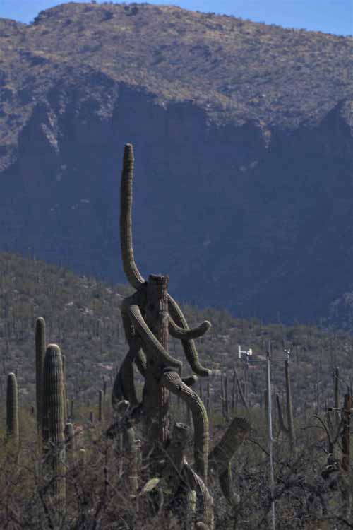 saguaro
